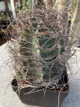 Astrophytum capricorne var. aureum